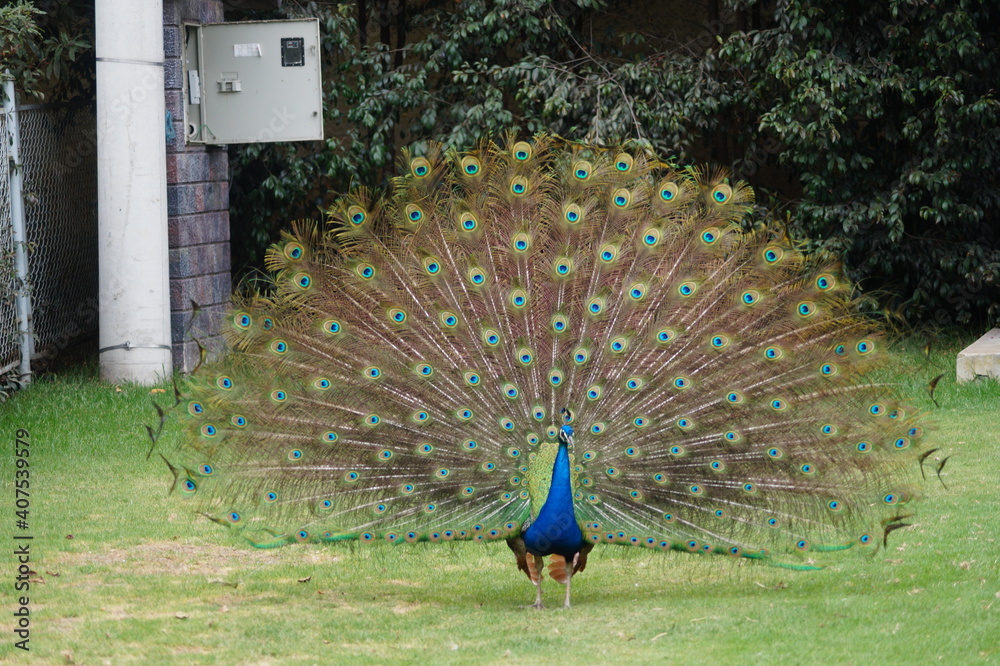 Obraz premium Un pavo real muy elegante