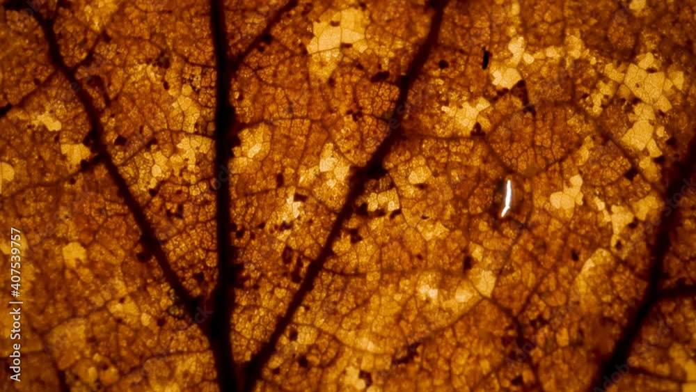 The orange leaf cells of the withered and dry leaf seen on a closer look The orange leaf cells of the withered and dry leaf seen on a closer look
