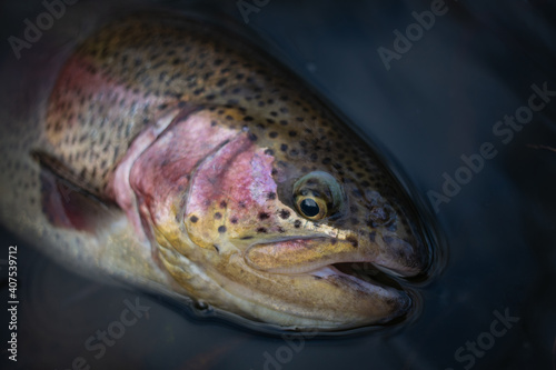 Fishing background. Trophy rainbow trout.	