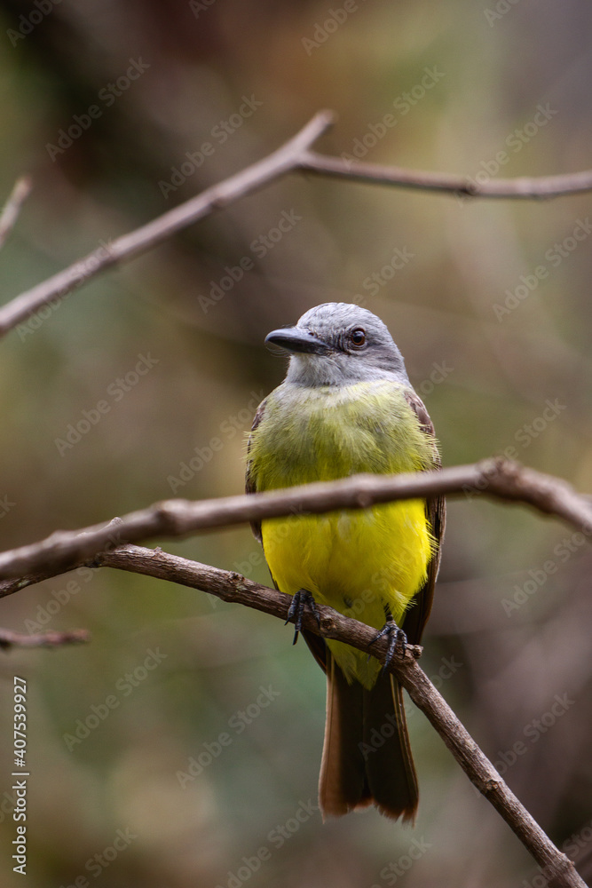 Fototapeta premium yellow bird on tree