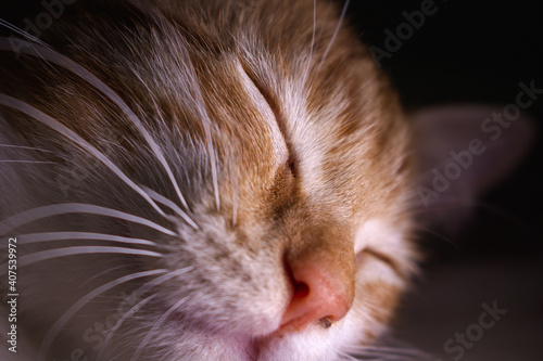 sleeping cat © Luis