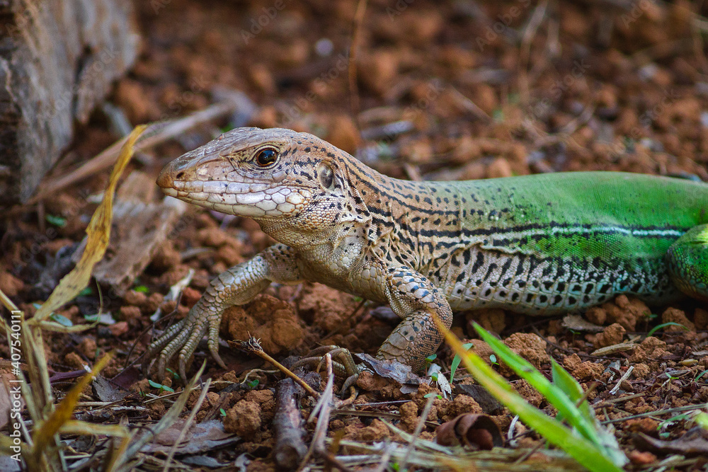 Fototapeta premium lizard on a rock