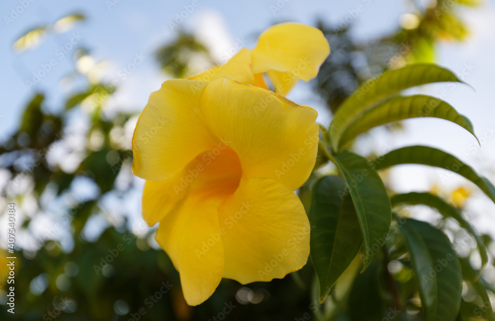 Flowers of Martinique. Yellow blossom. Exotic Flower on green bush. Blooming tropical garden detail. Flowers of Martinique. Yellow blossom. Exotic Flower on green bush. Blooming tropical garden detail.