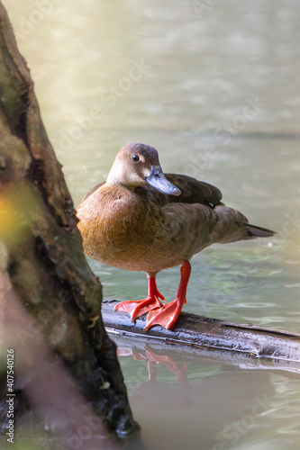 duck in the water