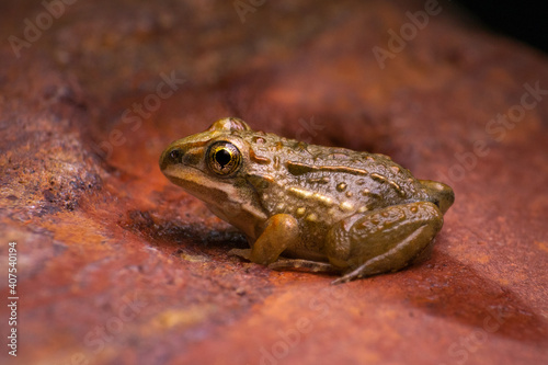 frog on the ground