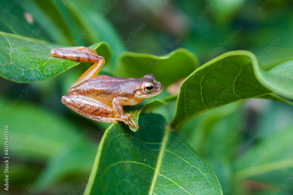 Obraz premium frog on a leaf