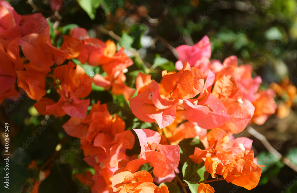 Obraz premium Flowers of Martinique. Exotic Flower on green bush. Blooming tropical garden detail.