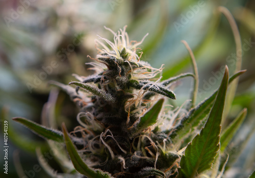 Medical marijuana harvesting green cannabis indoor.Large sativa buds