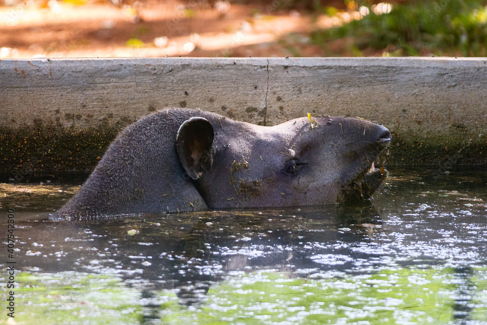 Fototapeta premium hippopotamus resting in water