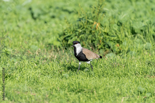 Spur-winged lapwing bird in an early autumn morning at Agamon Hula, Israel. photo