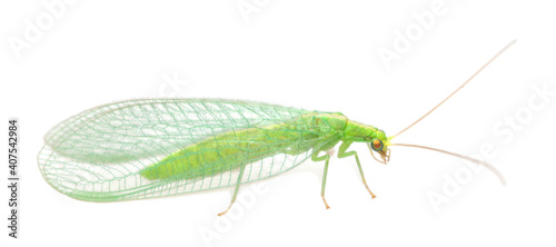 Green lacewing isolated on white background