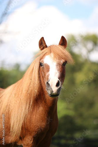 Miniature Horse Portrait