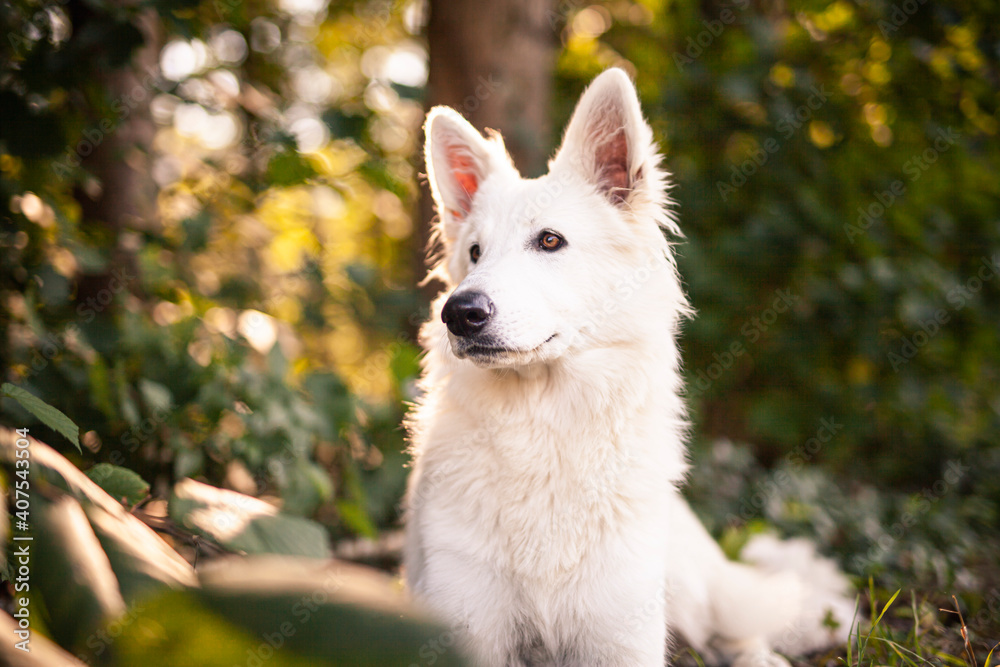 Schweizer Schäferhund im Wald. Weißer Hund auf grüner Wiese.