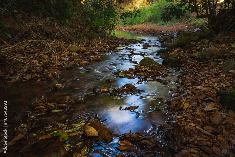 Obraz premium stream in the forest