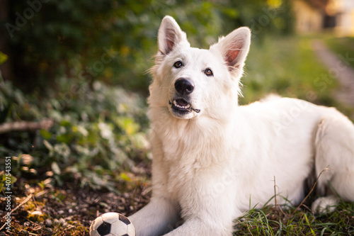 Weißer schweizer Schäferhund spielt draußen mit einem Ball.
