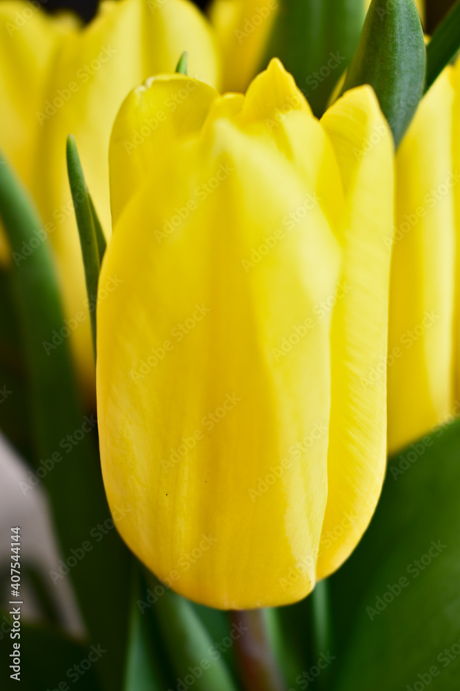 Yellow Tulip Close-Up