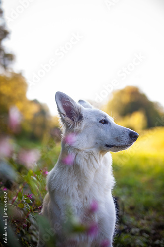 Portait von einem weißen Schäferhund liegend in einer Wiese mit Blumen 