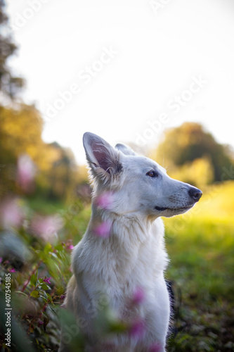 Portait von einem weißen Schäferhund liegend in einer Wiese mit Blumen 