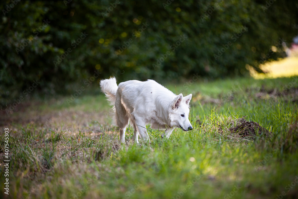 Obraz premium Weißer schweizer Schäferhund läuft auf einer Wiese neben dem Wald.