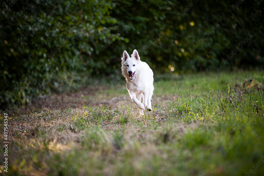 Fototapeta premium Weißer schweizer Schäferhund läuft auf einer Wiese neben dem Wald.
