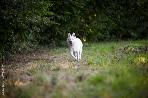 Weißer schweizer Schäferhund läuft auf einer Wiese neben dem Wald. © lichtflut_photo