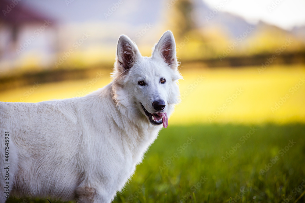 Weißer Schäferhund in einer Wiese. Portrait von einem Schweizer Hund am Feld Weißer Schäferhund in einer Wiese. Portrait von einem Schweizer Hund am Feld