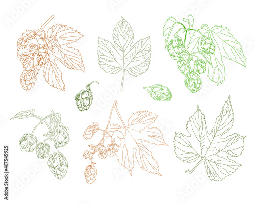 set of hop plants