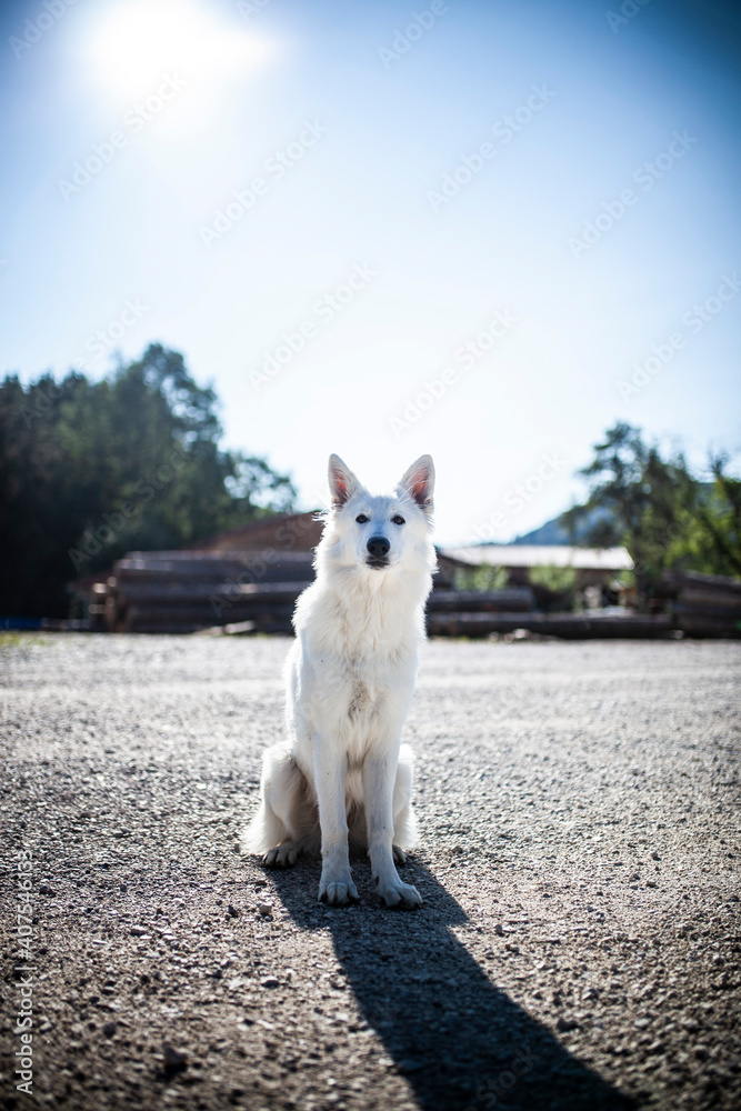 Weißer Schäferhund sitzt auf der Straße vor freiem Himmel Weißer Schäferhund sitzt auf der Straße vor freiem Himmel