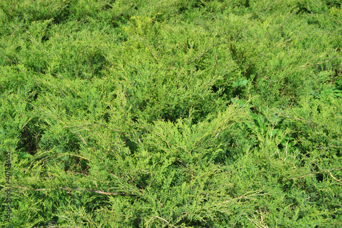 Green Hedge of Thuja Trees (cypress, juniper). Bush.. Thuja green natural background. Hedge of thuja trees, close up. Texture. Green Hedge of Thuja Trees. Leaves of pine tree © Sergey