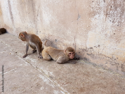 monkey, india