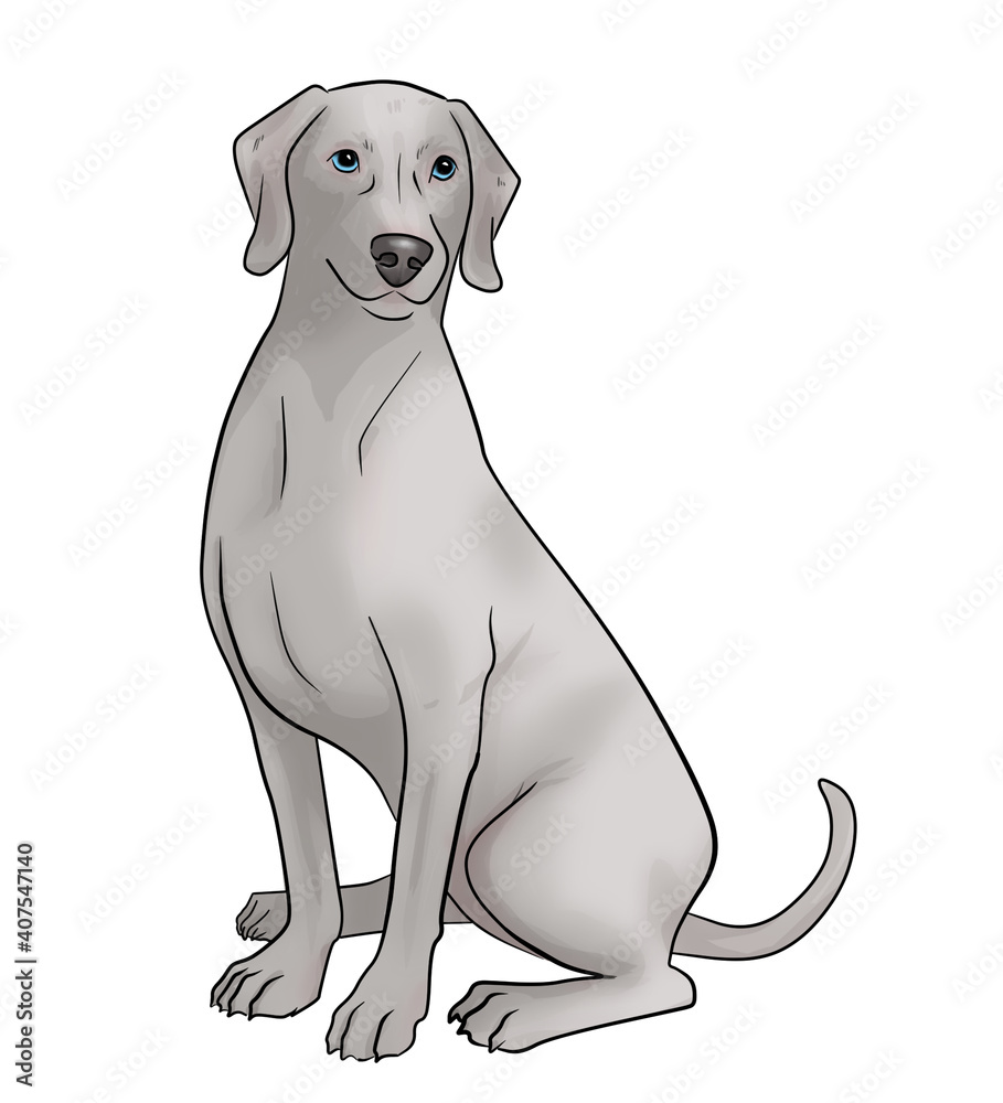 Fototapeta premium ワイマラナー