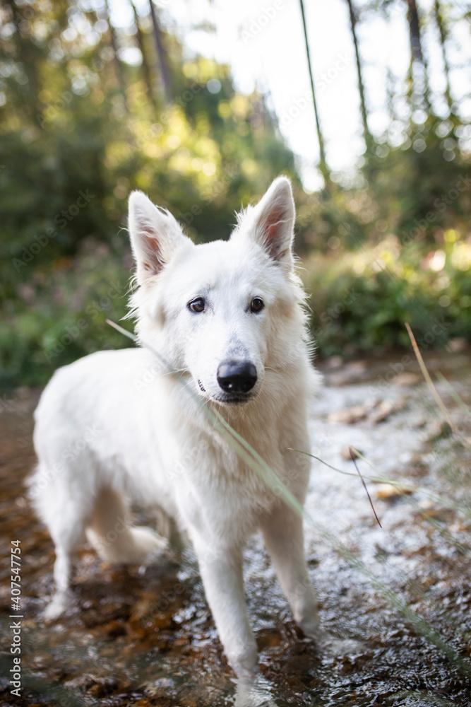 Weißer Schäferhund kühlt sich in einem Bach ab. Potrait von einem schweizer Schäferhund in der Natur