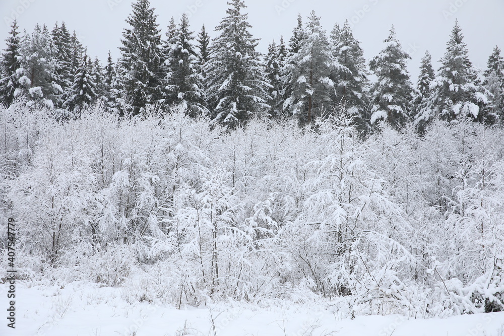 Fototapeta premium Beautiful winter landscape. A row of thickets of young trees and a high forest of fir trees and pines covered with a lot of snow.Image of a snowy woodland on a December day