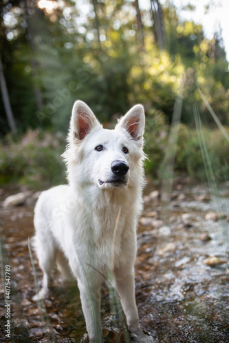 Weißer Schäferhund kühlt sich in einem Bach ab. Potrait von einem schweizer Schäferhund in der Natur