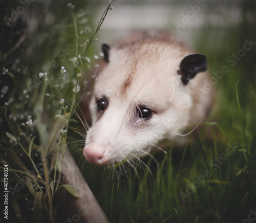 Old and pretty Virginia opossum in the garden