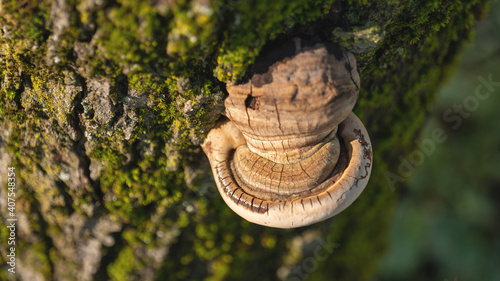 tree mushroom on the trunk of a moss tree