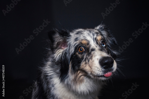 Australian Shepherd im Foto Studio schnappt nach Essen. Hund f  ngt Leckerlis. 