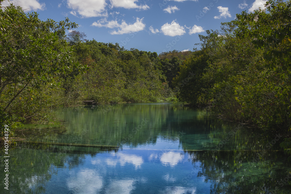 Fototapeta premium reflection of trees in the water