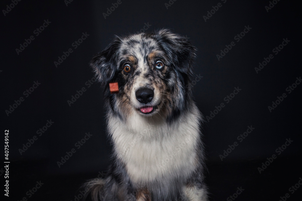 Australian Shepherd im Foto Studio schnappt nach Essen. Hund fängt Leckerlis.
Australian Shepherd im Foto Studio schnappt nach Essen. Hund fängt Leckerlis.