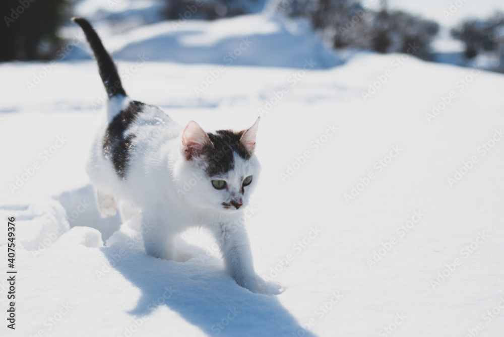 cat in snow cat in snow