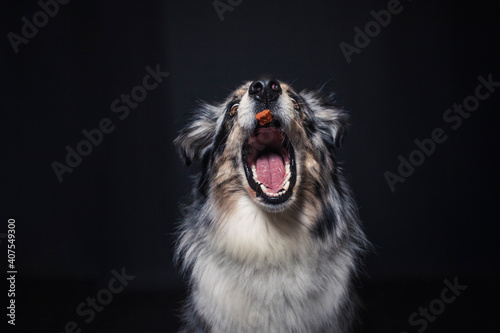 Australian Shepherd im Foto Studio schnappt nach Essen. Hund fängt Leckerlis. 