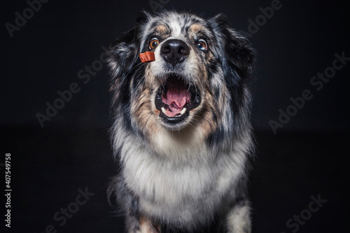 Australian Shepherd im Foto Studio schnappt nach Essen. Hund fängt Leckerlis.
