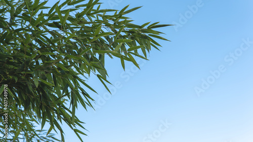 green sprig of bamboo against blue sky