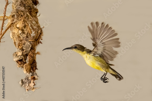 Olive-backed sunbird,Yellow-bellied sunbird (Cinnyris jugularis)