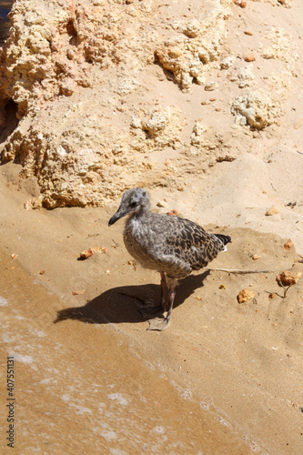 Baby seagull on the beach, Algarve
