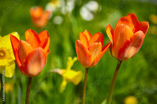 Beautiful colorful tulips in the flowerbed  close-up.