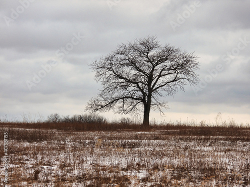 Tree in the Snow: A lone, bare tree sits on snow covered prairie on a cold winter day with an overcast sky depicting gloomy, cold and gray winter