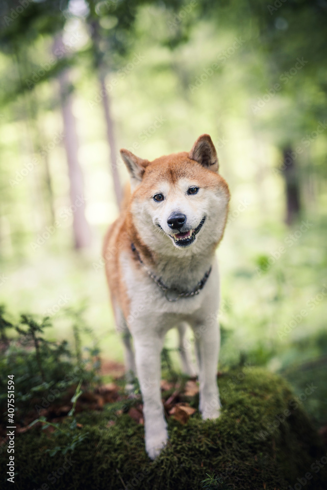 Shiba Inu steht auf dem Boden im Wald.