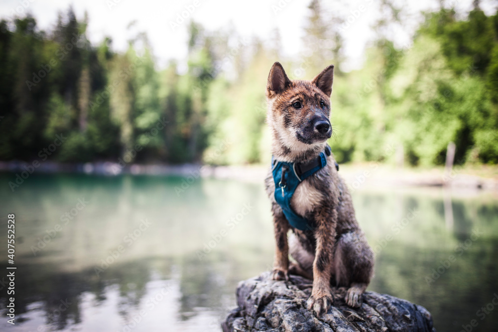Shikoku sitzt auf einem Stein neben dem See. Shikoku sitzt auf einem Stein neben dem See.