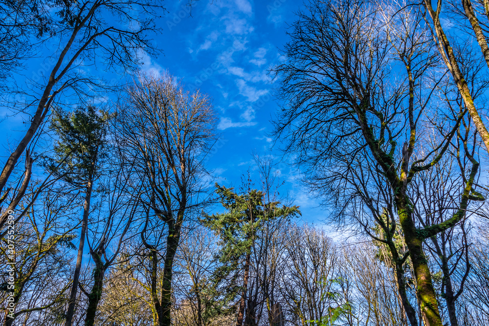 2021-01-21 LOOKING UP THROUGH BARE TREES TO A BLUE SKY WITH LIGHT CLOUDS 2021-01-21 LOOKING UP THROUGH BARE TREES TO A BLUE SKY WITH LIGHT CLOUDS